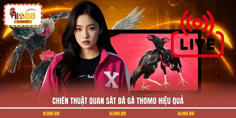 Chiến thuật quan sát đá gà Thomo hiệu quả