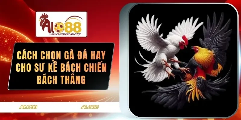 cach chon ga da hay cho su ke bach chien bach thang