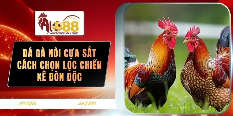 da ga noi cua sat cach chon loc chien ke don doc