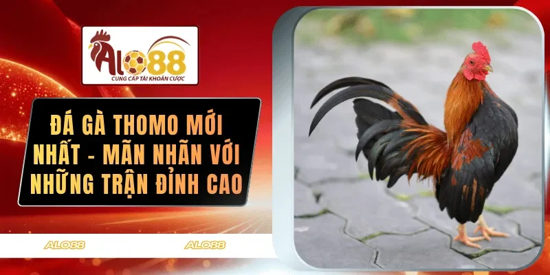 da ga thomo moi nhat man nhan voi nhung tran dinh cao