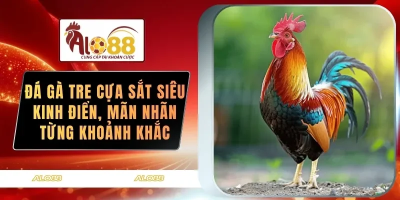 da ga tre cua sat sieu kinh dien man nhan tung khoanh khac
