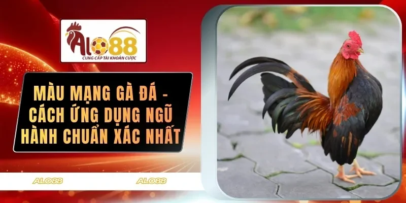 mau mang ga da cach ung dung ngu hanh chuan xac nhat