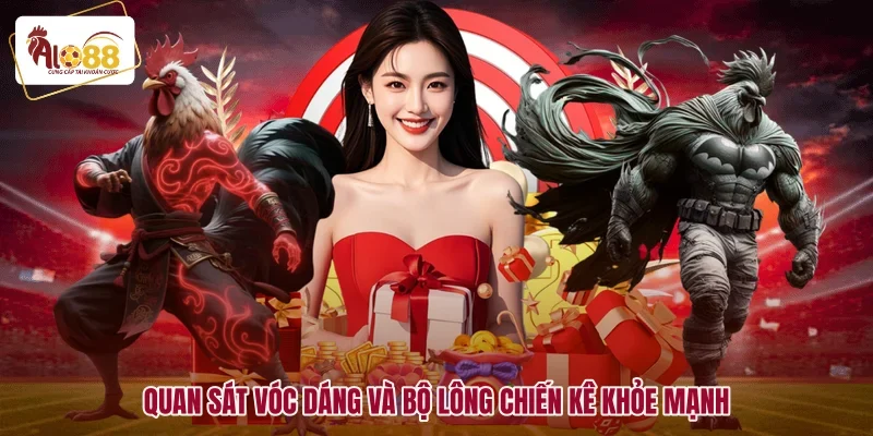 Cách Chọn Gà Đá Hay Cho Sư Kê Bách Chiến Bách Thắng 2 Quan sát vóc dáng và bộ lông chiến kê khỏe mạnh