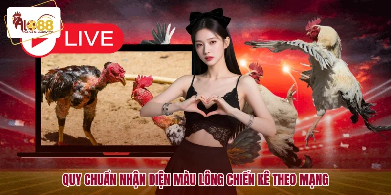 Quy chuẩn nhận diện màu lông chiến kê theo mạng